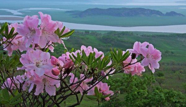 schlippenbach rhododendron