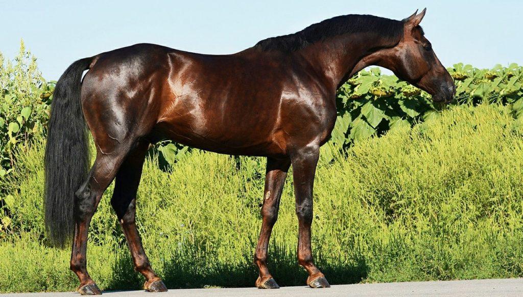 Race de chevaux Budyonnovskaya