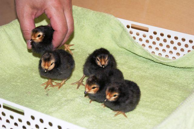 forwerk Hühnerrasse