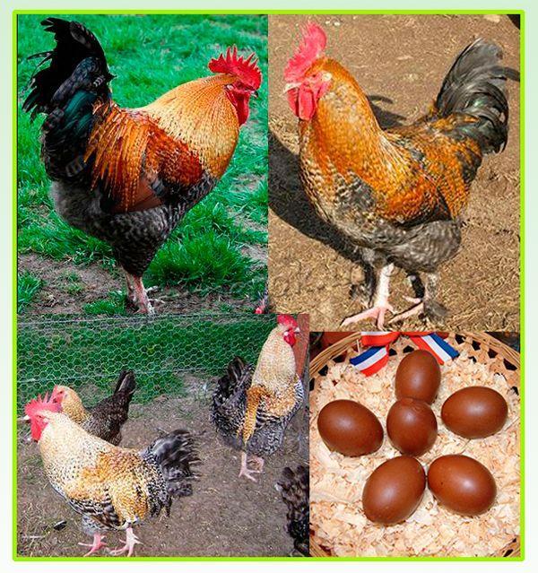 New Hampshire chicken breed