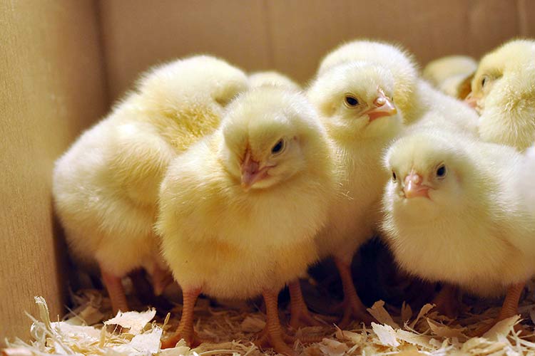 petits poulets