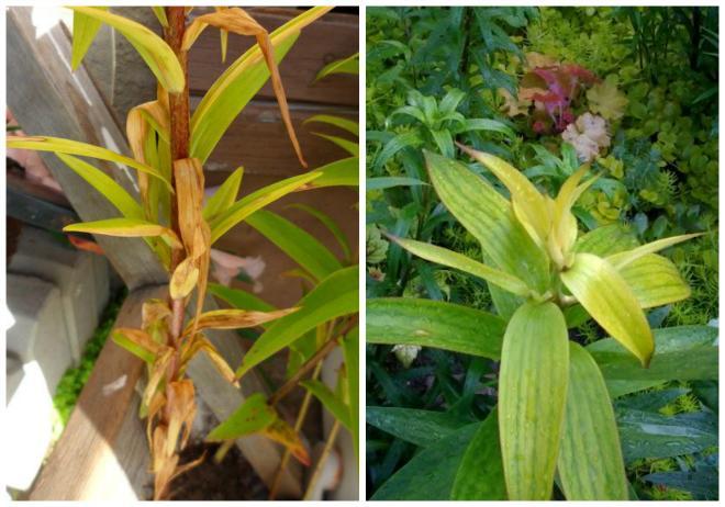 Gurken- und Tabakmosaikviren