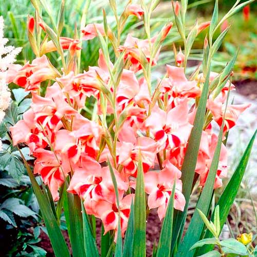 Gladioli Natalie