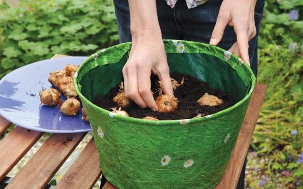 Gladiolus byzantinisch