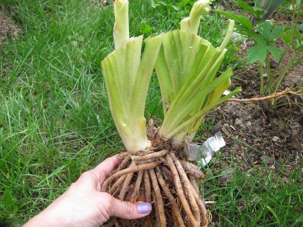 fleurs d'hémérocalles