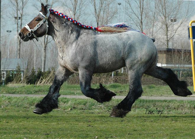 chevaux percherons