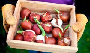 Comment et où est-il préférable de stocker les bulbes de tulipes, les règles et le choix du lieu