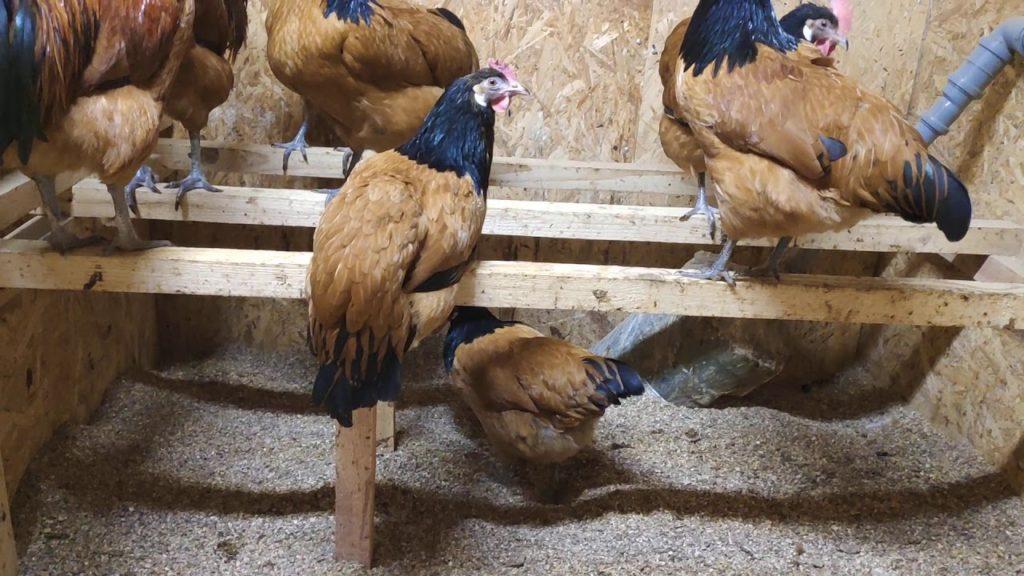 forwerk Hühnerrasse