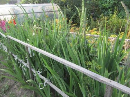 warum Gladiolen nicht Grund blühen