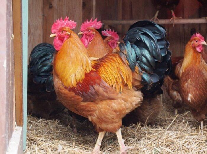 New Hampshire chicken breed