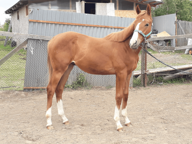 Race de chevaux Budyonnovskaya