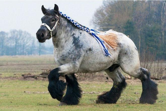 Percheron Pferd