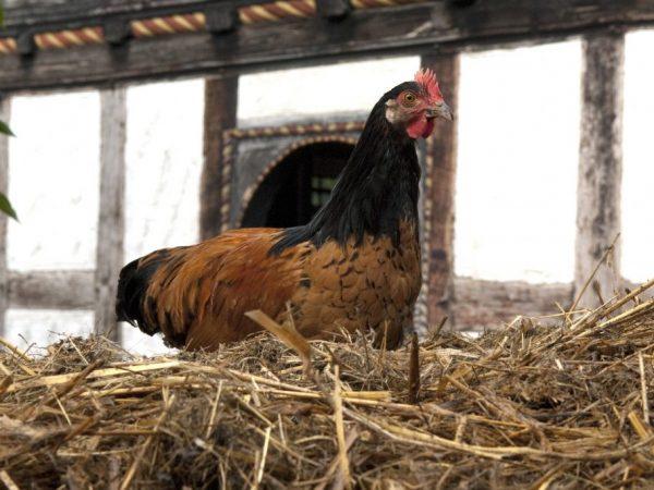 forwerk Hühnerrasse