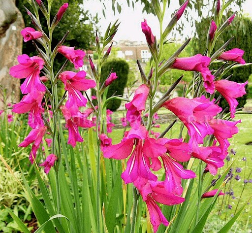 Gladiolus byzantinisch