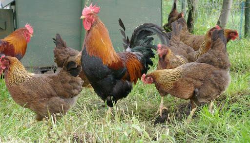 race welzumer de poulets