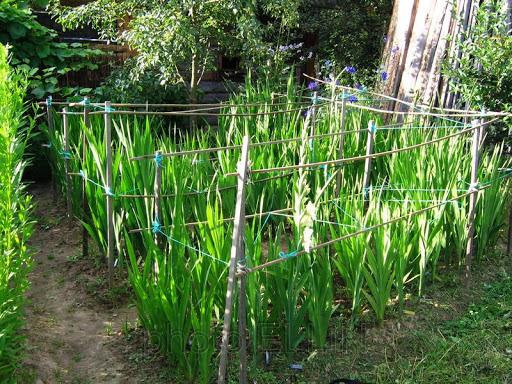 warum Gladiolen nicht Grund blühen