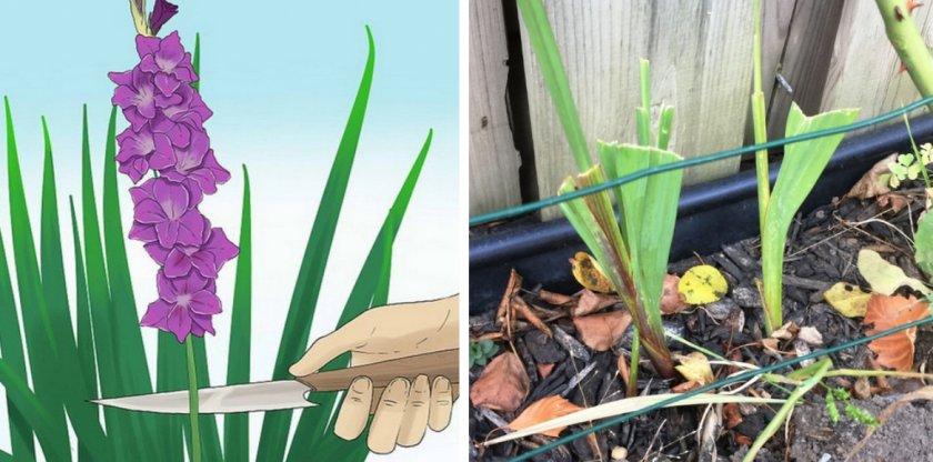 Pflege von Gladiolen nach der Blüte