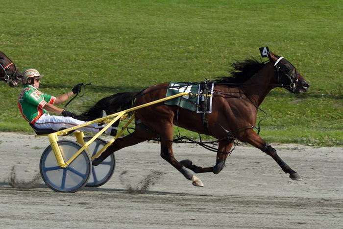 cheval de stimulation