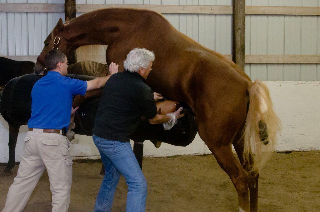 insemination of horses