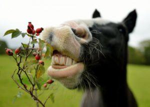 Ce que vous pouvez et ne pouvez pas nourrir un cheval et les règles pour établir un régime