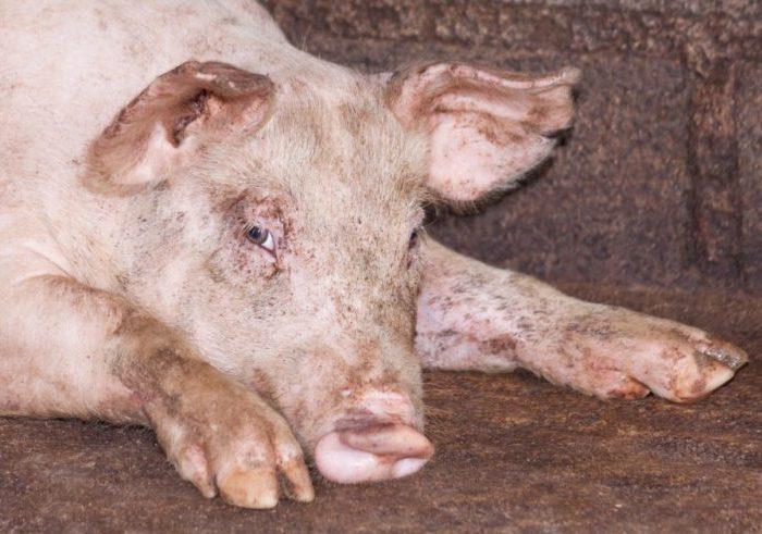 Ruhr bei Schweinen