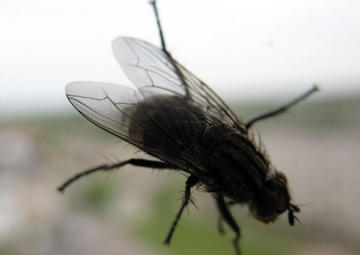 voler dans la grange