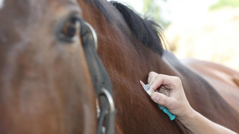 vaccin pour chevaux