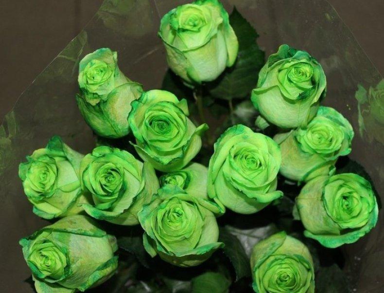 roses vertes Greensleeves