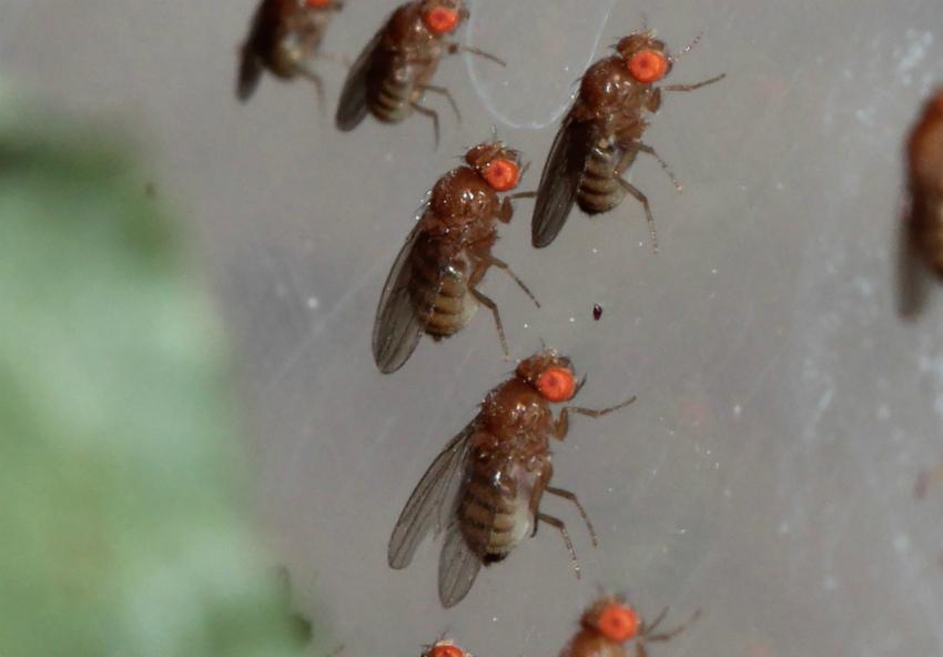 voler dans la grange