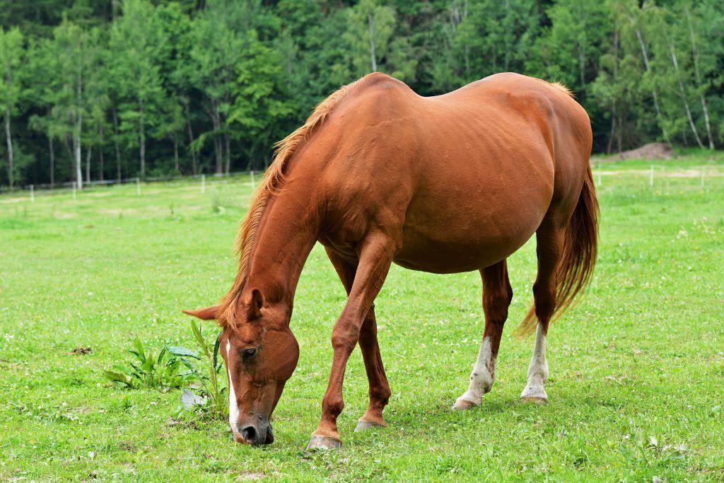 Horse pregnancy and childbirth