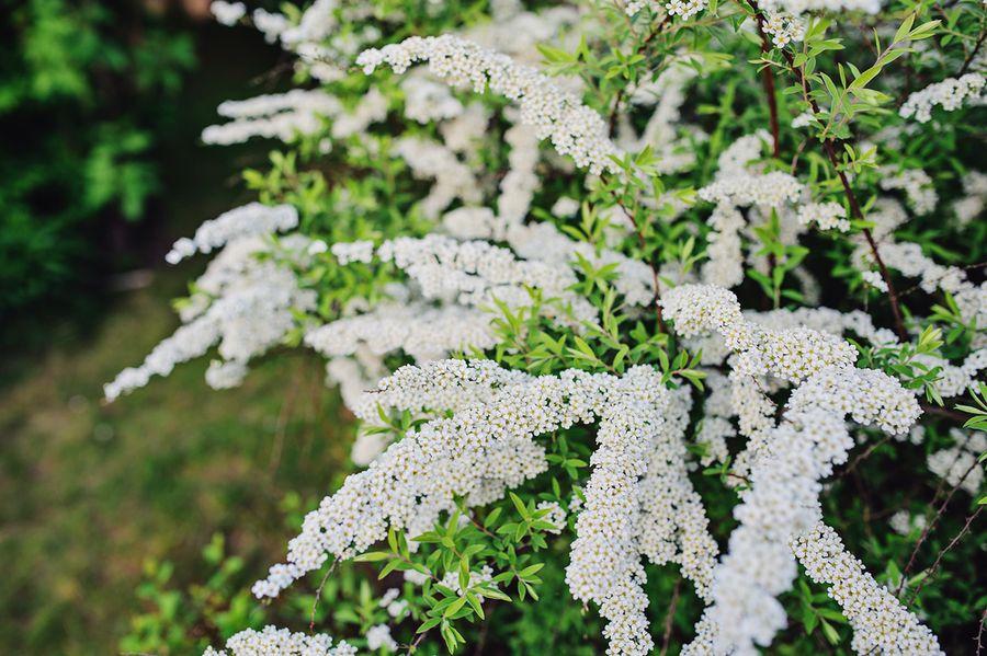 Grefsheim Spirea