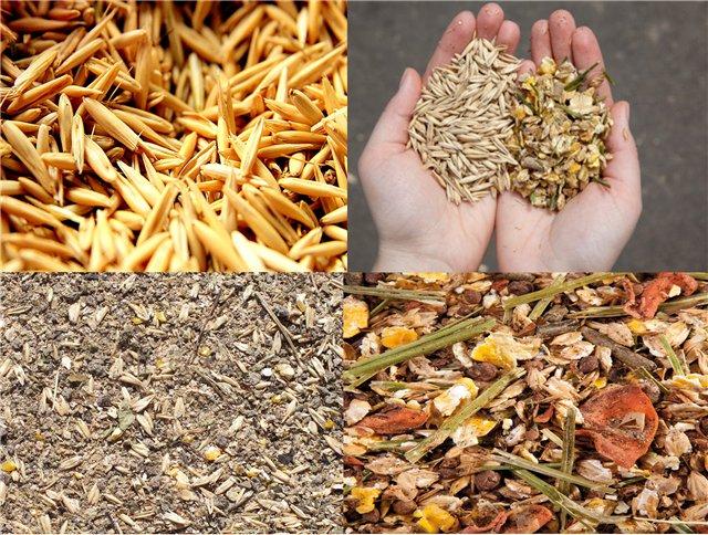 horse feed