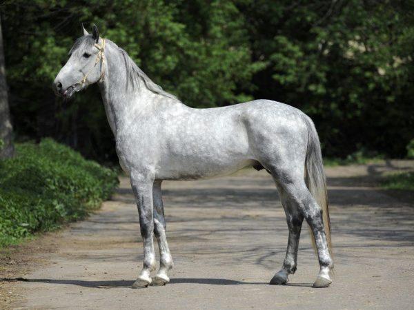 combien pèse un cheval