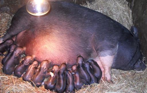 zum ersten Mal vietnamesische Schweine abferkeln
