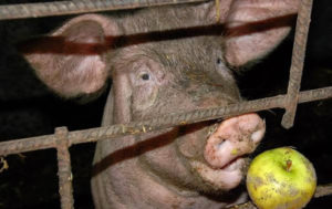 Gründe, warum ein Schwein nach dem Abferkeln nicht frisst und was zu tun ist, Behandlungsmethoden