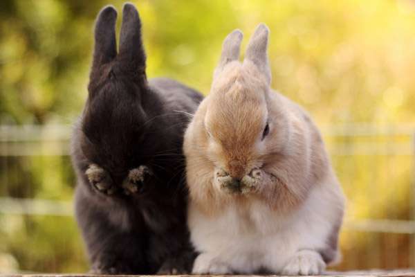 two rabbits