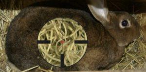 Symptome und Behandlung von Würmern bei Kaninchen, die besten Medikamente und Prävention