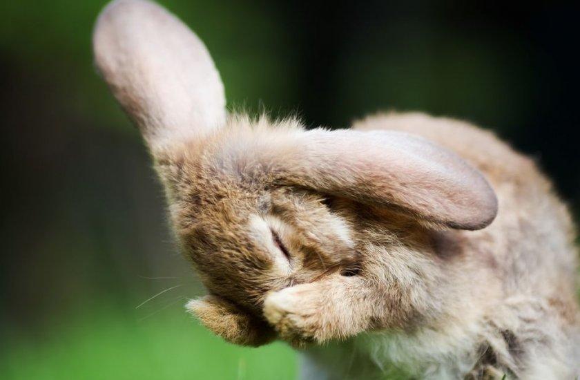 rabbit sneeze