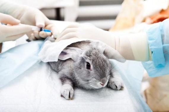 lapin chez le médecin