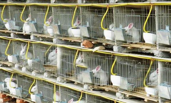 Abreuvoir automatique