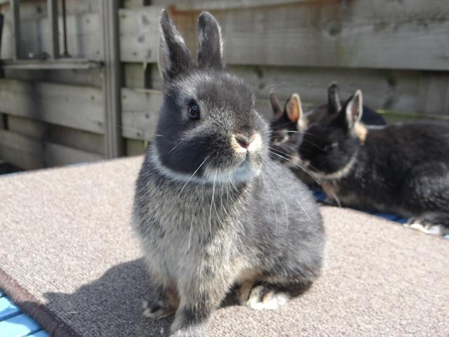 Zwerg holländisches Kaninchen