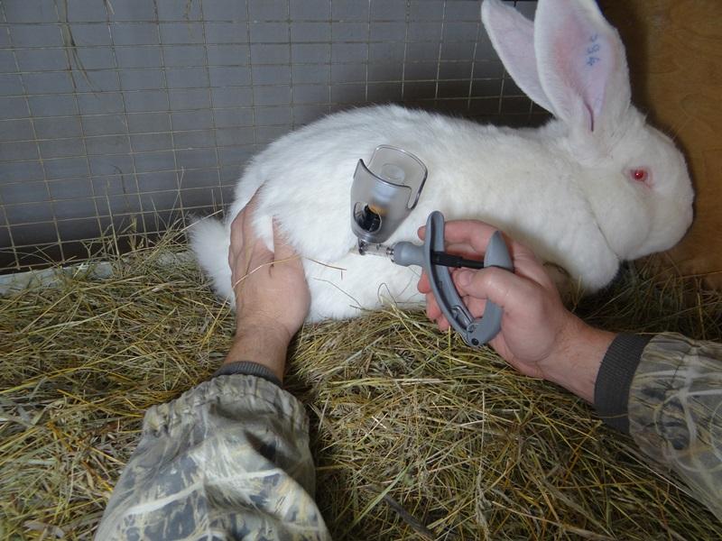 vaccination des lapins