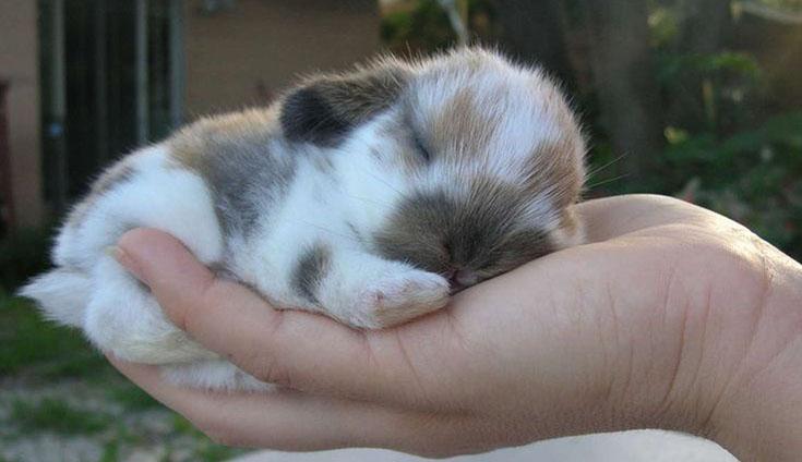 dekorative Kaninchen