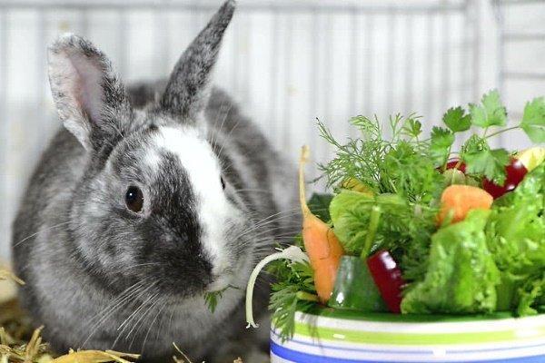Verstopfung bei Kaninchen