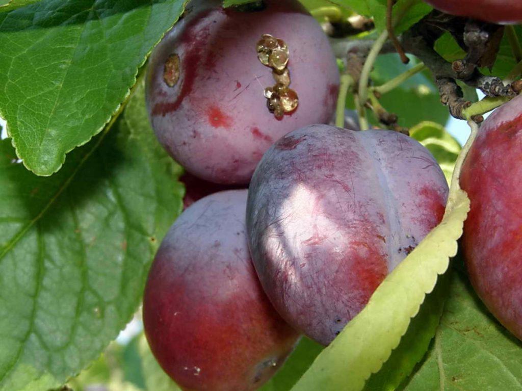 maladie de la gale du prunier