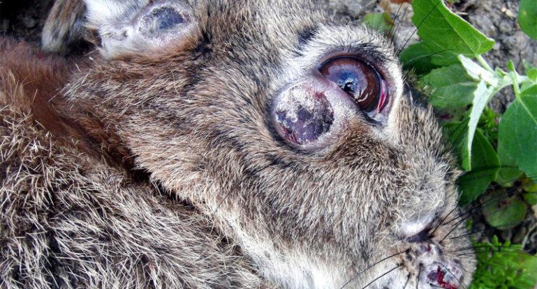 myxomatose chez le lapin