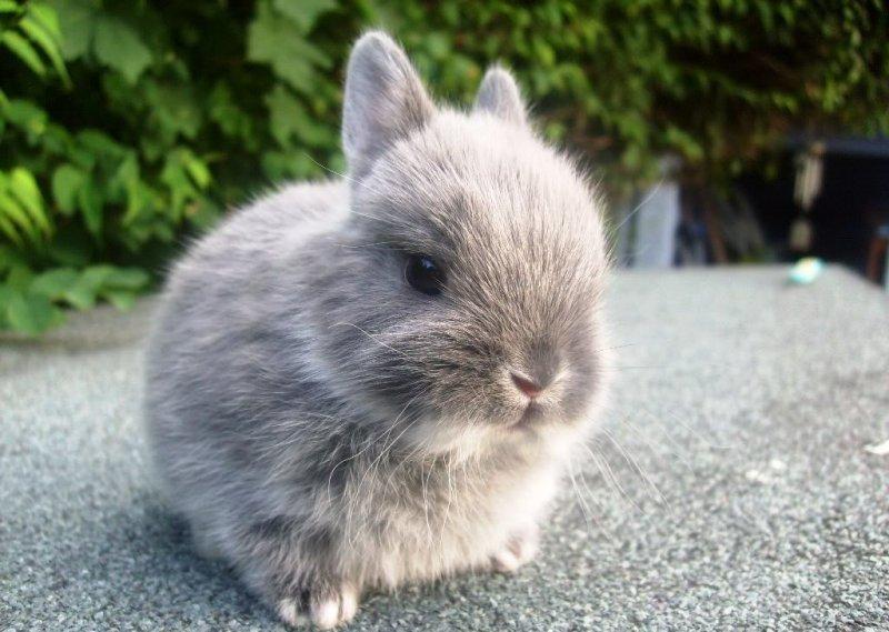 dekorative Kaninchen