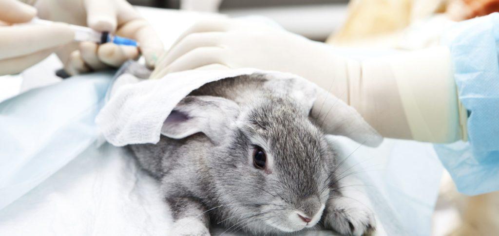 vaccination des lapins
