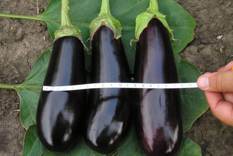 aubergine mûre