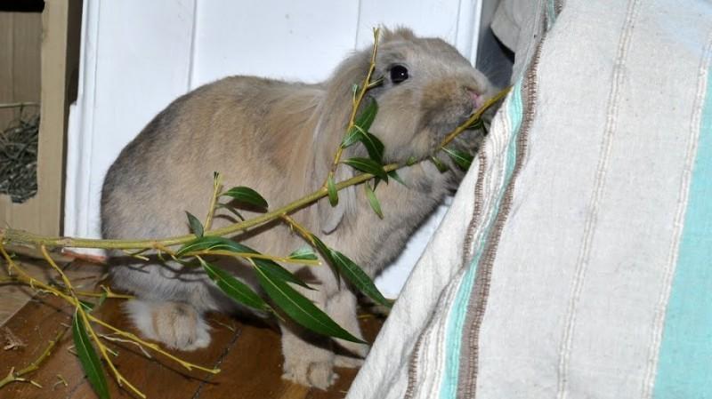 alimentation de lapin